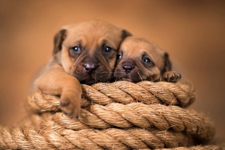Téléchargez les photos : Petit chien sur une corde à voile - en image libre de droit