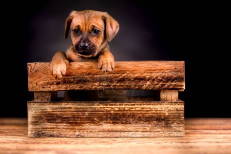 Foto de Lindo perrito en una caja de madera - Imagen libre de derechos