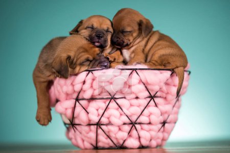 Sleeping dogs in a metal basket Poster 645150696