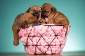 Sleeping dogs in a metal basket Poster #645150696