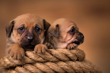 Téléchargez les photos : Petit chien sur une corde à voile - en image libre de droit