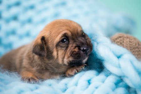 Téléchargez les photos : Petit chien dort sur une couverture - en image libre de droit