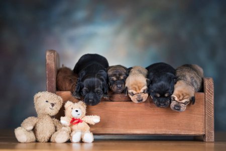 Photo for The dogs sleep on a wooden bed - Royalty Free Image