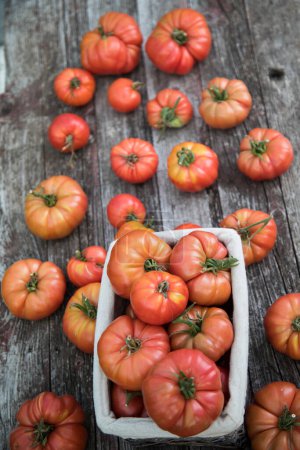 Foto de Tomates huerta, productos ecológicos - Imagen libre de derechos