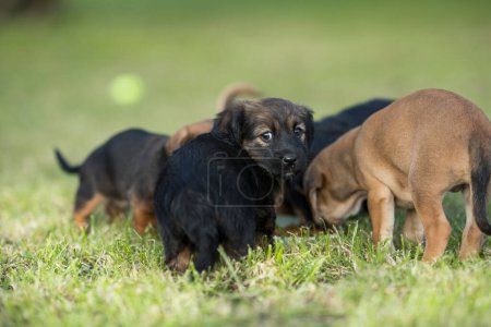 Foto de Pequeño perro en la hierba - Imagen libre de derechos