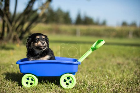 Foto de Hermosos cachorritos en un carro de juguete en la hierba - Imagen libre de derechos