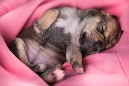 Téléchargez les photos : Un beau petit chien dort sur une couverture rose - en image libre de droit