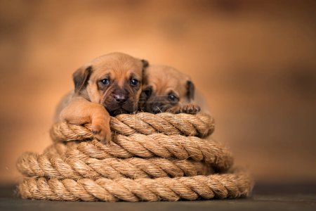 Foto de Perro pequeño en una cuerda de vela - Imagen libre de derechos