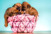 Sleeping dogs in a metal basket Poster #645152188