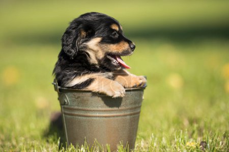 Photo for Dog in a metal bucket - Royalty Free Image