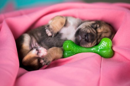 Téléchargez les photos : Chien dort avec un os en caoutchouc sur une couverture rose - en image libre de droit