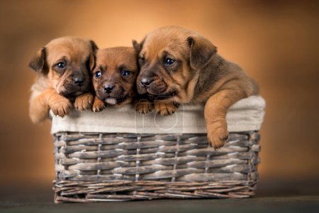 Téléchargez les photos : Petits chiens dans un panier en osier - en image libre de droit