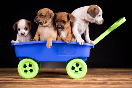 Foto de Lindos perritos en un carro de juguete - Imagen libre de derechos
