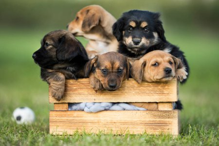 Foto de Un grupo de lindos cachorros en una caja de madera en la hierba - Imagen libre de derechos