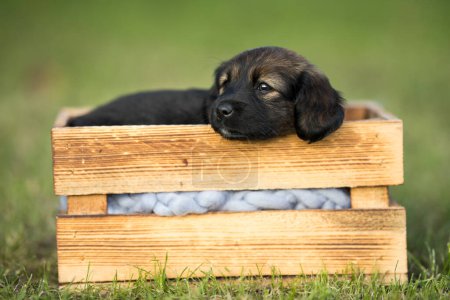 Téléchargez les photos : Mignon petit chien dans une caisse en bois sur l'herbe - en image libre de droit