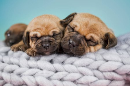 Foto de Los perros en la cama sobre la manta - Imagen libre de derechos