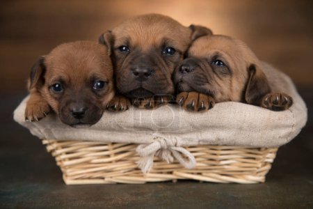 Photo for Little dogs in a wicker basket - Royalty Free Image