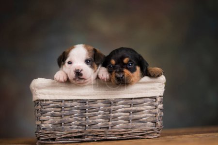 Photo for Small puppies in a wicker basket - Royalty Free Image