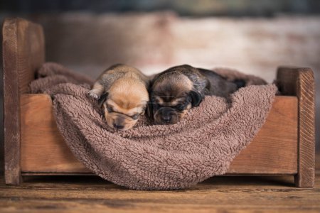 Photo for Little puppy breed is sleeping - Royalty Free Image