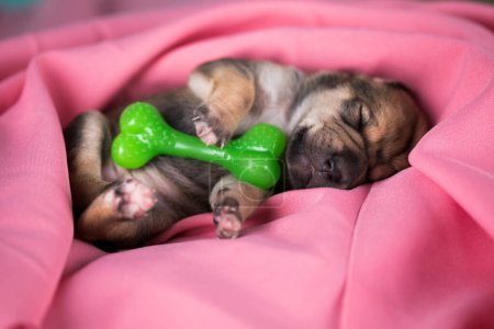 Photo for A little dog sleeps with a rubber bone on a pink blanket - Royalty Free Image