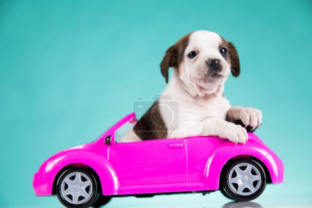 Foto de Cachorro en un coche rosa - Imagen libre de derechos