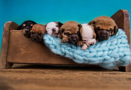 Photo for Dogs sleep on a small wooden bed - Royalty Free Image