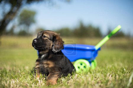 Photo for Cute dog in a toy wagon on the grass - Royalty Free Image