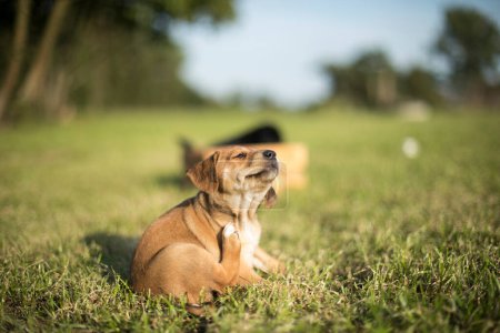 Foto de Cachorro perro en la hierba - Imagen libre de derechos