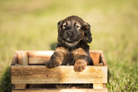 Photo for A happy puppy dog a wooden crate on the grass - Royalty Free Image