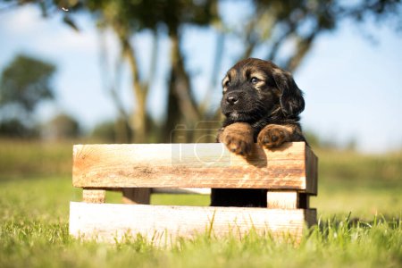 Téléchargez les photos : Mignon petit chien dans une caisse en bois sur l'herbe - en image libre de droit