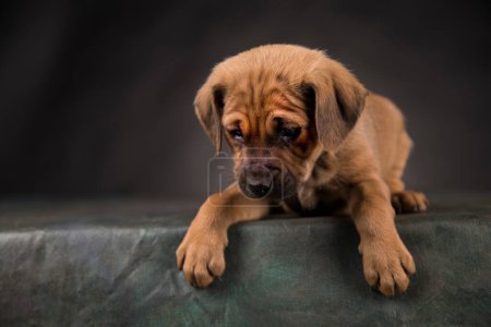 Photo for Little Puppy dog in a black background - Royalty Free Image