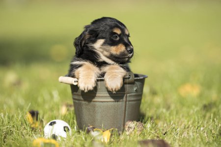 Foto de Un perro pequeño en un cubo de metal - Imagen libre de derechos