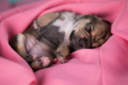 Foto de Perro durmiendo en una manta rosa - Imagen libre de derechos