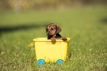 Foto de Pequeño perro en un carro de juguete en la hierba - Imagen libre de derechos