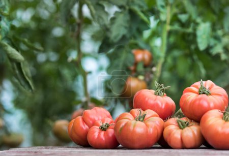 Photo for Vegetables, tomatoes on wooden desk - Royalty Free Image