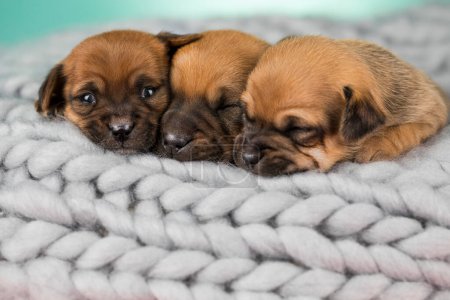 Téléchargez les photos : Chien, chien chiot, dort sur une couverture - en image libre de droit