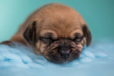 Foto de Pequeño perro duerme en una manta - Imagen libre de derechos