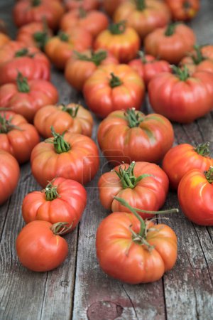Photo for Red Tomatoes in a Greenhouse, organic food - Royalty Free Image