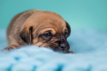 Foto de Pequeño perro duerme en una manta - Imagen libre de derechos