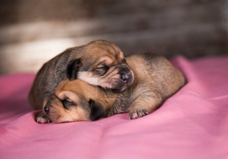 Téléchargez les photos : Beaux petits chiens dort sur une couverture rose - en image libre de droit