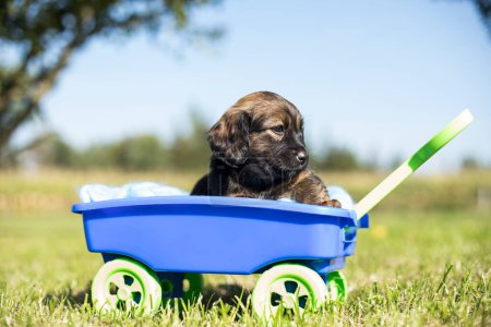 Téléchargez les photos : Beaux petits chiots dans un chariot à jouets sur l'herbe - en image libre de droit