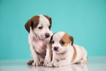 Photo for Two little dogs, puppy, animals concept - Royalty Free Image