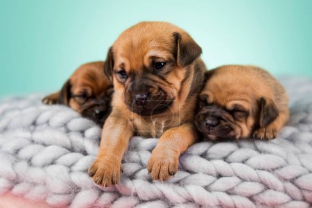 Photo for Dogs on a sleeps on a blanket - Royalty Free Image