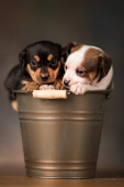 Dogs in a metal bucket Poster #645161842