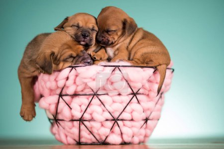 Sleeping dogs in a metal basket Poster 645161888