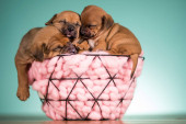 Sleeping dogs in a metal basket Poster #645161888