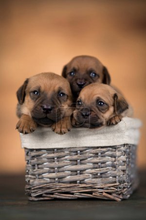 Téléchargez les photos : Petits chiens dans un panier en osier - en image libre de droit
