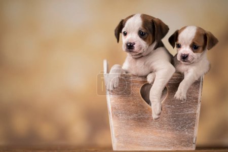 Puppies in a wooden crate Poster 645162108