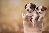 Puppies in a wooden crate Poster #645162108