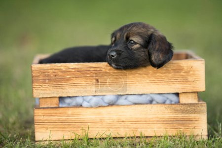 Téléchargez les photos : Un chien chiot heureux une caisse en bois sur l'herbe - en image libre de droit